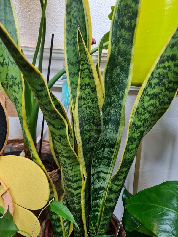 Sanseveria ou langue de belle mère