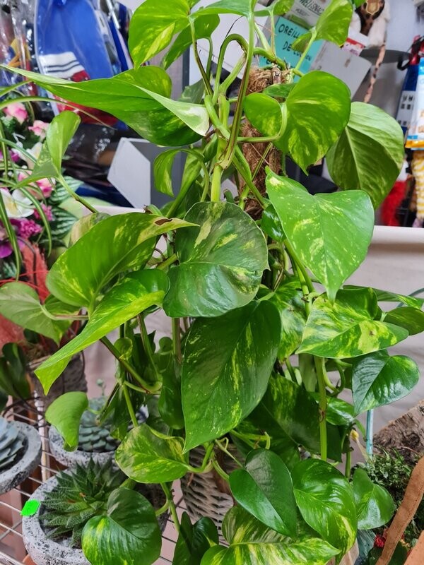 POTHOS