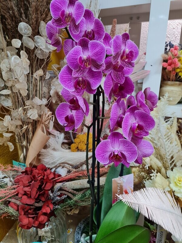 Orchidée