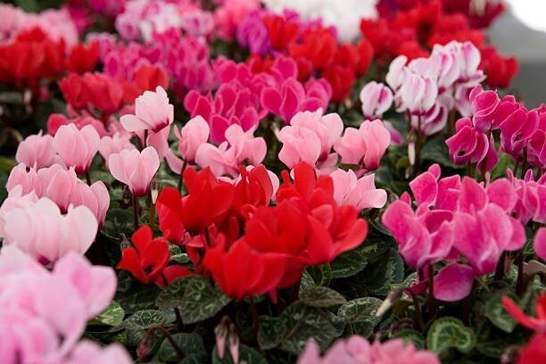 cyclamen