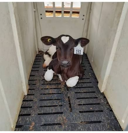 ​OVERVOXT CALFCARE MODULE MÓDULO CONTENERIZADO PARA TERNEROS (LACTANCIA Y TRANSICIÓN A SÓLIDO) 40"