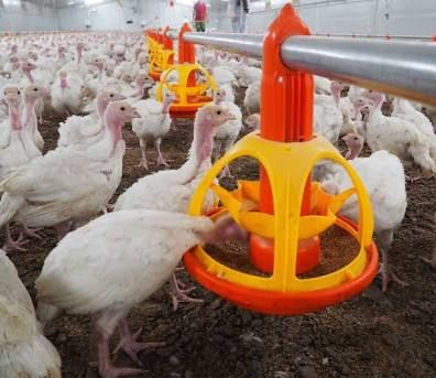 ​OVERVOXT TURKEY GROW-OUT MODULE. MÓDULOS CONTENERIZADOS PARA ENGORDE DE PAVOS – CAMA PROFUNDA. 20"