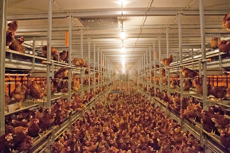 OX-LAY40-N. CONTENEDOR 40’ – GALLINA PONEDORA CON NIDALES “NORMALES” + MAYOR CAPACIDAD Y FLUJO INDUSTRIAL OX-LAY40-N. CONTENEDOR 40’ – GALLINA PONEDORA CON NIDALES “NORMALES” + MAYOR CAPACIDAD Y FLUJO INDUSTRIAL