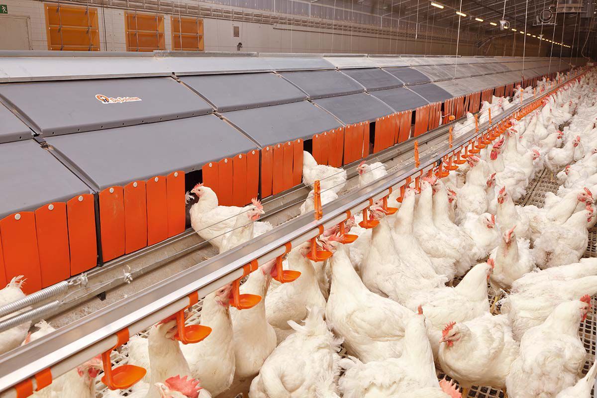 ​OVERVOXT BROILER MODULE MÓDULOS CONTENERIZADOS PARA ENGORDE DE POLLOS (BROILER) – CAMA PROFUNDA 45 DÍAS.  40"
