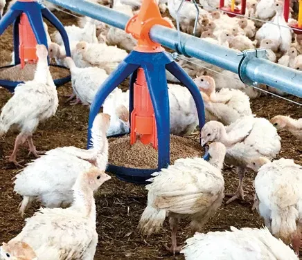 OVERVOXT TURKEY GROW-OUT MODULE. MÓDULOS CONTENERIZADOS PARA ENGORDE DE PAVOS – CAMA PROFUNDA. 40 OVERVOXT TURKEY GROW-OUT MODULE. MÓDULOS CONTENERIZADOS PARA ENGORDE DE PAVOS – CAMA PROFUNDA. 40"