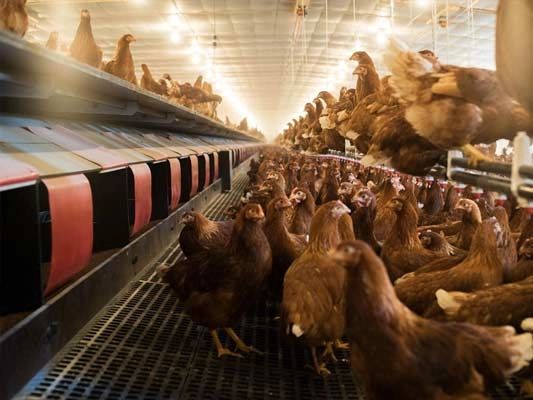 OX-LAY20-A. CONTENEDOR 20’ – PONEDORAS “SUELTAS” MULTI-ALTURA (MINI-AVIARIO / CAGE-FREE) OX-LAY20-A. CONTENEDOR 20’ – PONEDORAS “SUELTAS” MULTI-ALTURA (MINI-AVIARIO / CAGE-FREE)