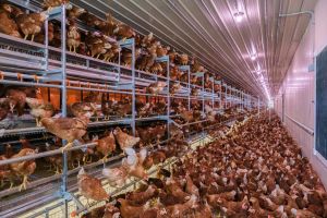 ​OX-LAY20-N. CONTENEDOR 20’ – GALLINA PONEDORA CON NIDALES “NORMALES” (BARN COMPACTO)