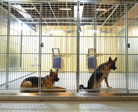 ​THE OVERVOXT CANISAFE™ MODULAR KENNEL SYSTEM. GUARDERÍAS, PERRERAS Y REFUGIOS CONTENERIZADOS – 40’