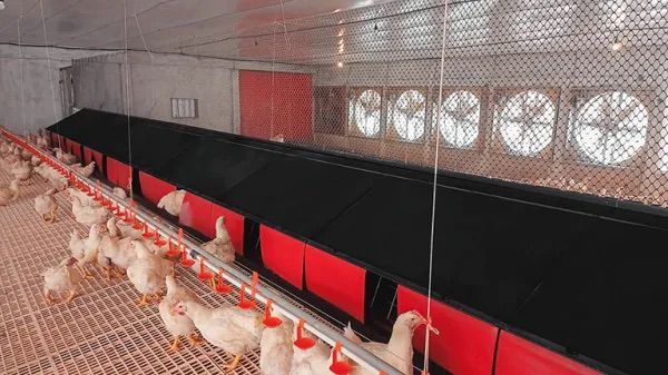 OX-LAY40-A. CONTENEDOR 40’ – PONEDORAS SUELTAS EN AVIARIO MULTI-ALTURA (CAGE-FREE REAL “TIPO GRANJA” EN CONTENEDOR) OX-LAY40-A. CONTENEDOR 40’ – PONEDORAS SUELTAS EN AVIARIO MULTI-ALTURA (CAGE-FREE REAL “TIPO GRANJA” EN CONTENEDOR)