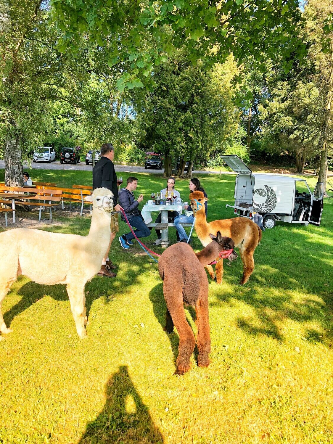 Alpaka Event KAFFEEKLATSCH