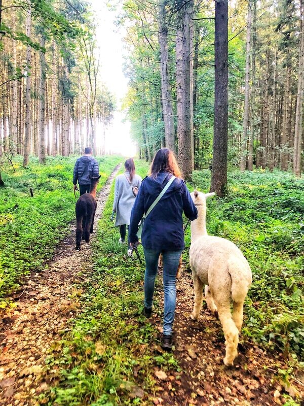 Alpaka Wanderung "Große Runde"