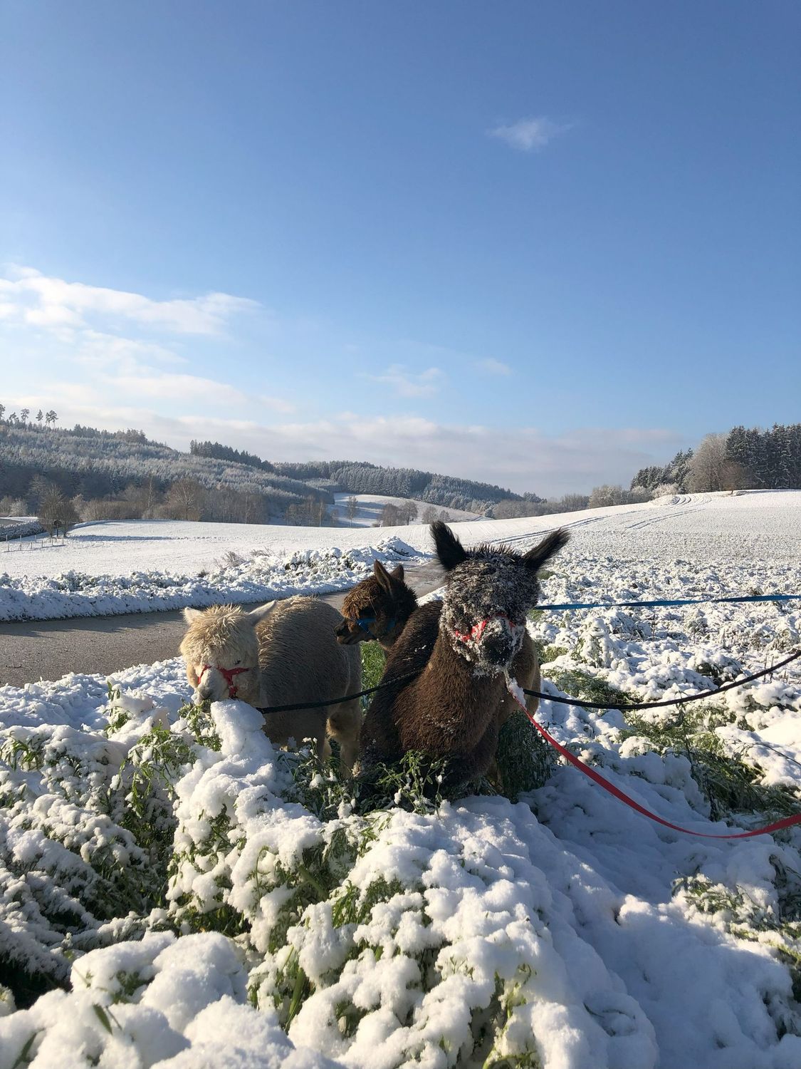 Alpaka Event WINTERZAUBER