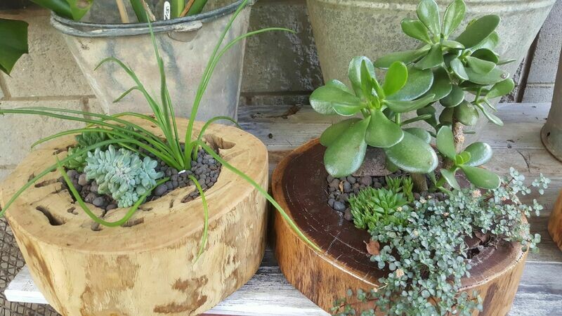 Timber Succulent Round with plants