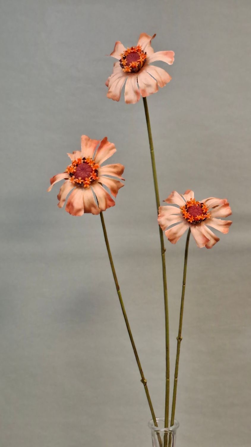 Zinnia