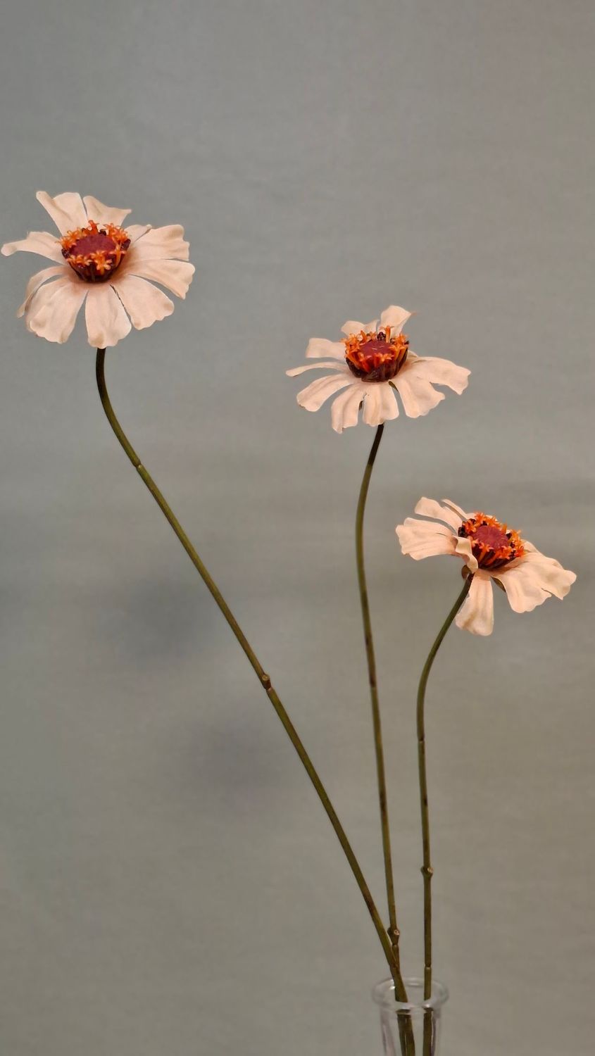 Zinnia