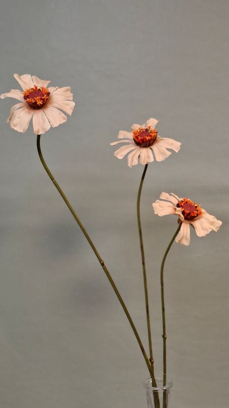 Zinnia