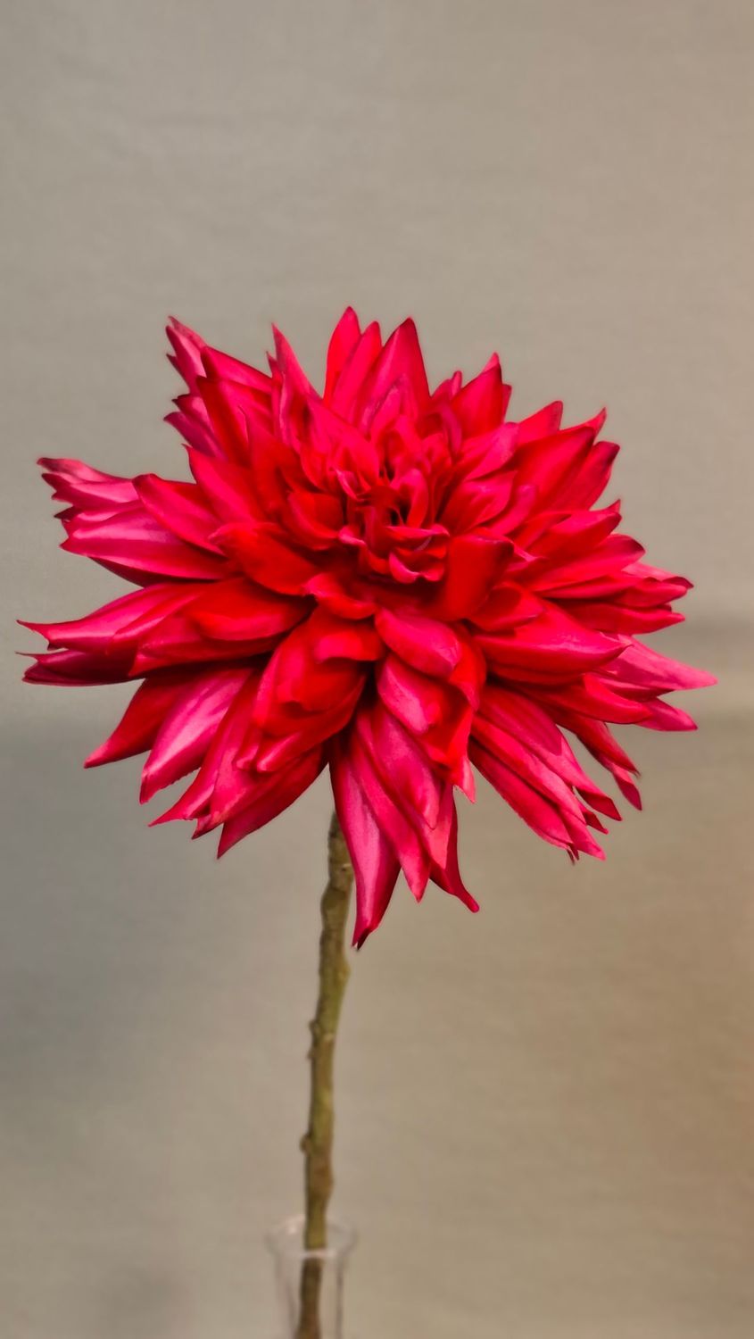 Dahlie