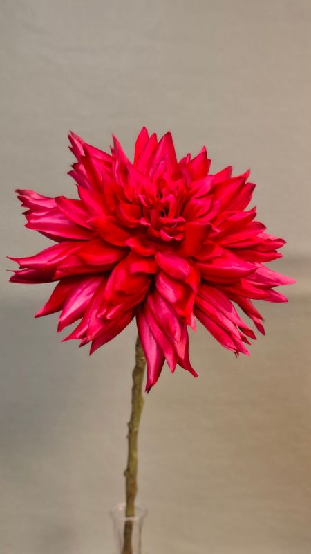 Dahlie