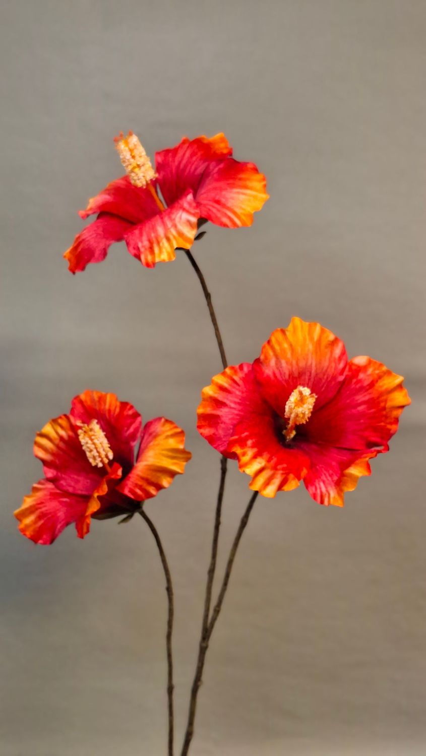 Hibiscus