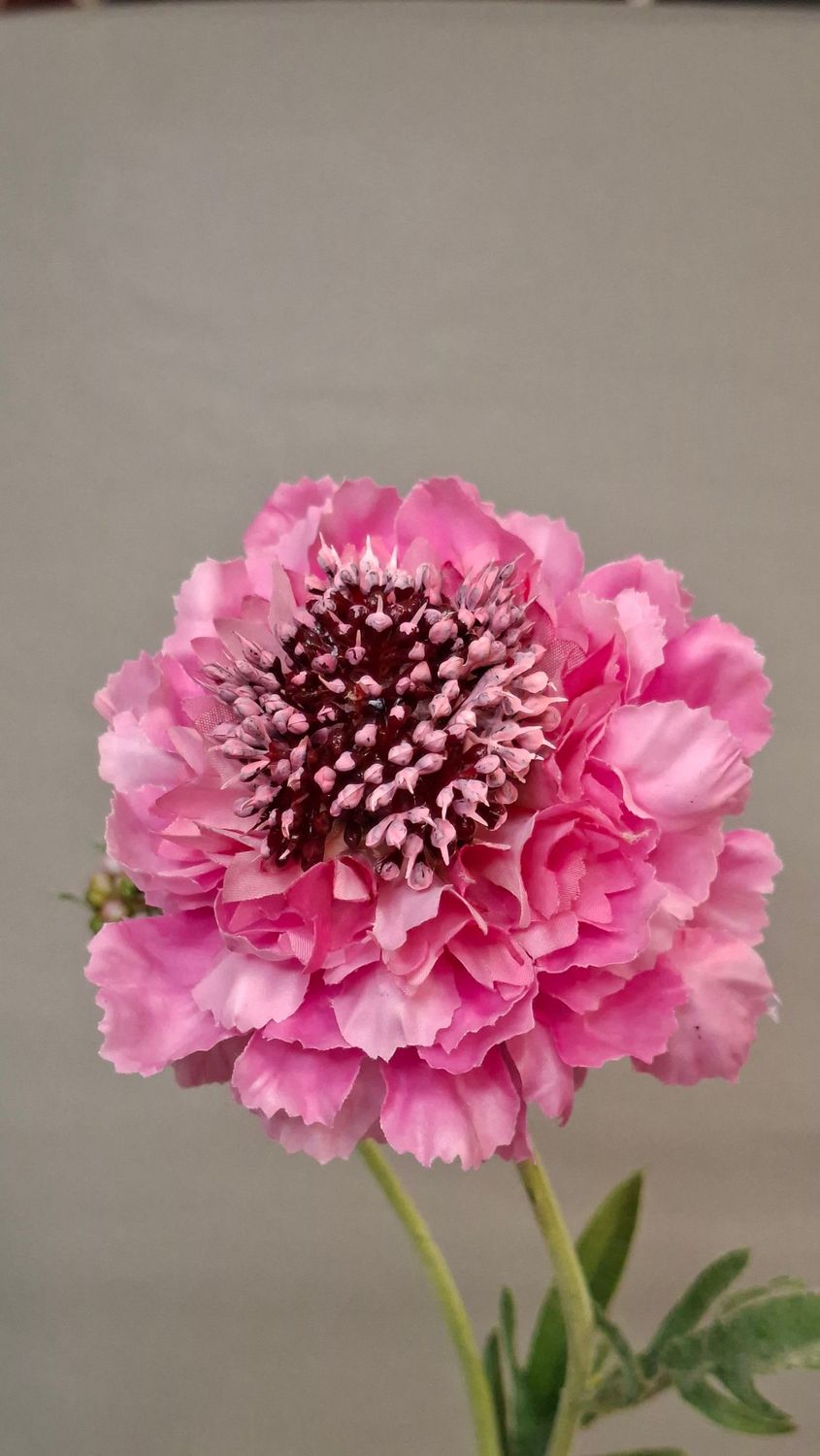 Scabiosa