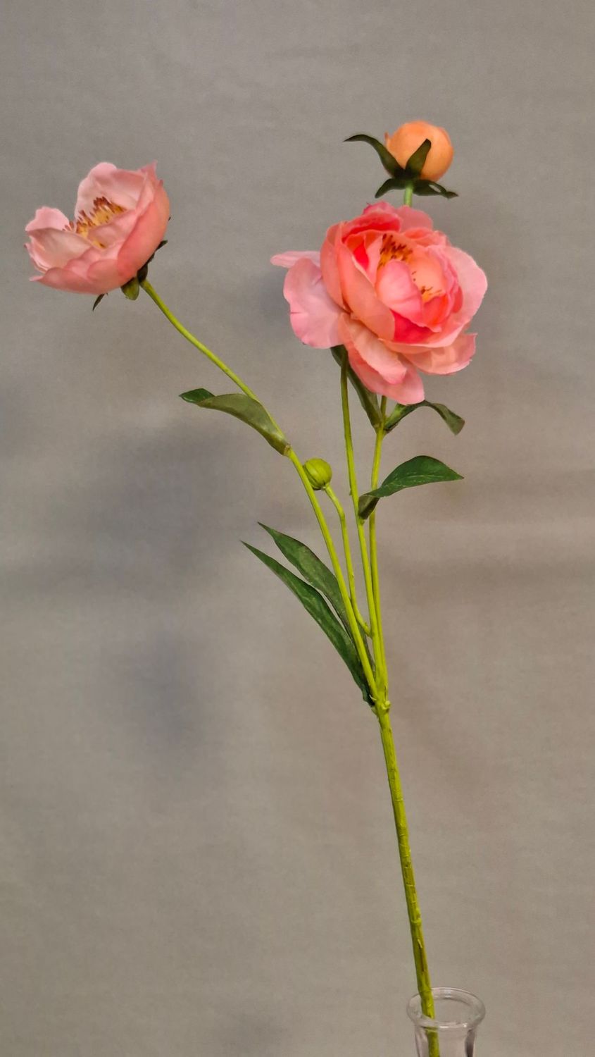 Paeonia