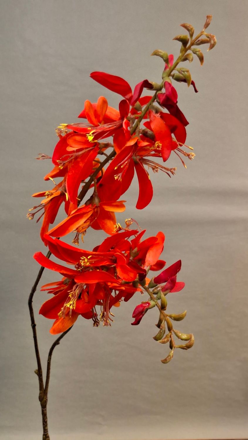 Mucuna