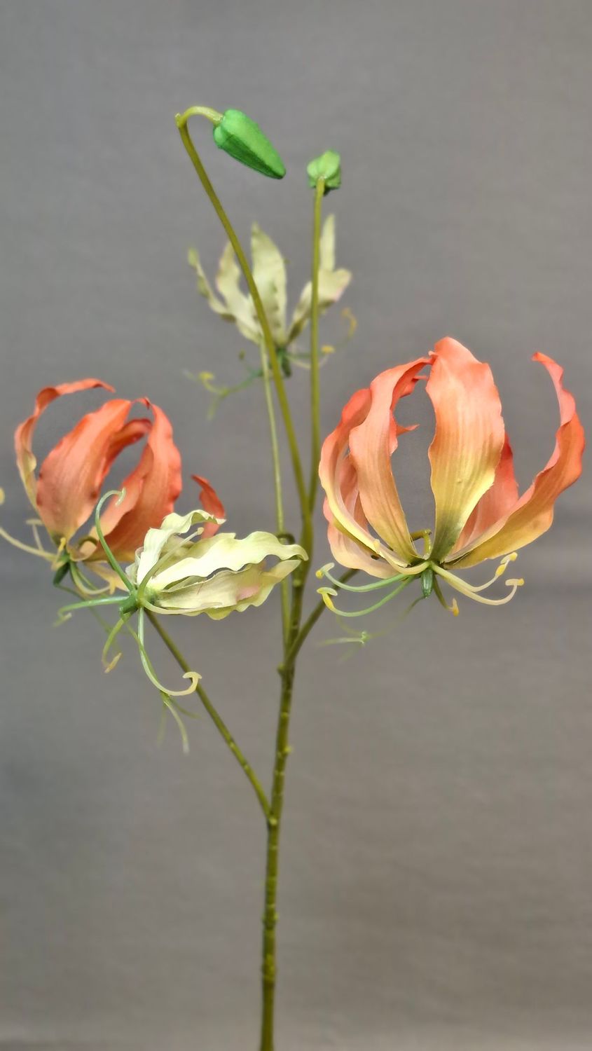 Gloriosa