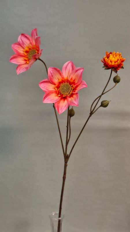 Dahlie