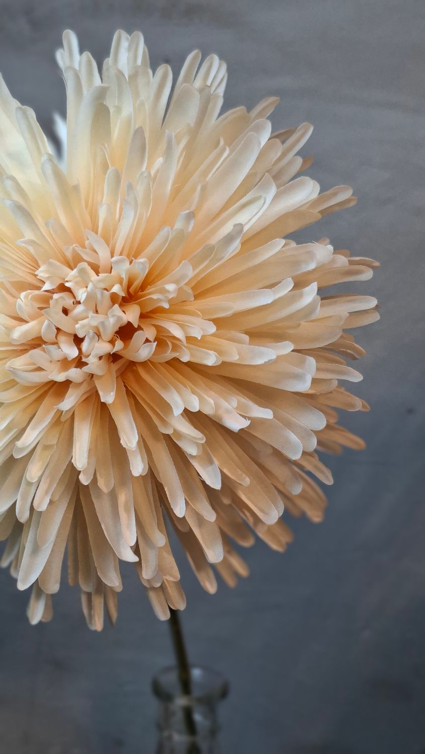 Chrysantheme