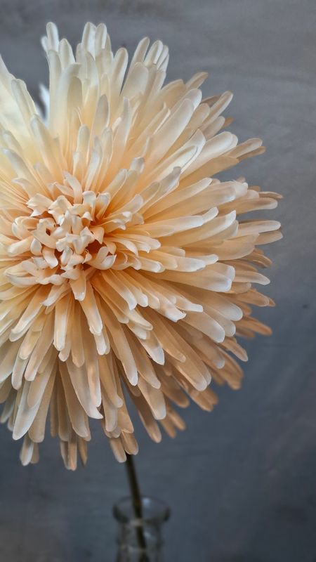 Chrysantheme