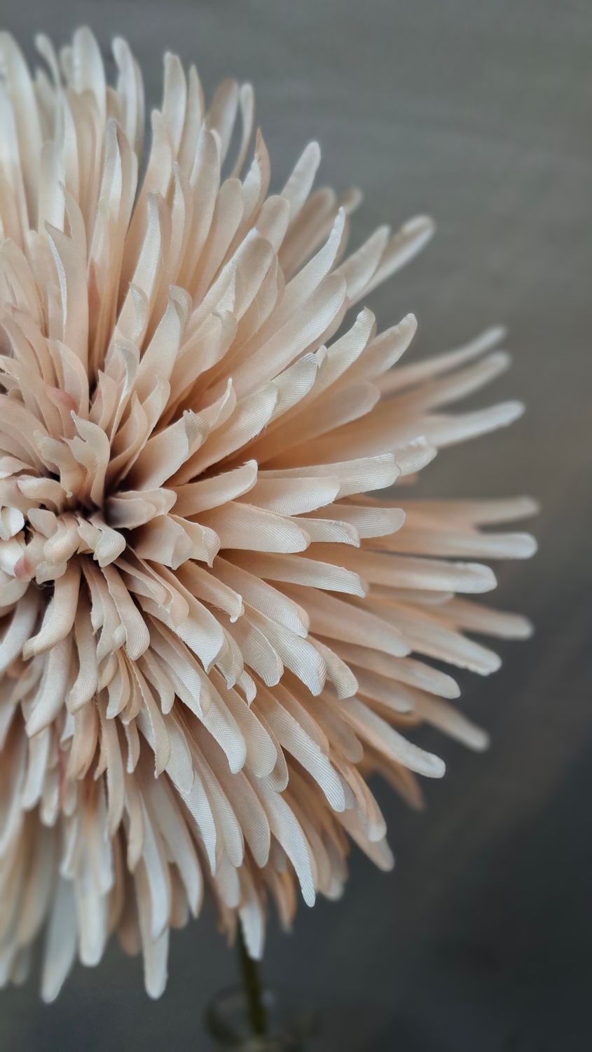 Chrysantheme