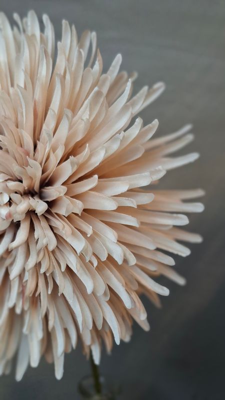 Chrysantheme