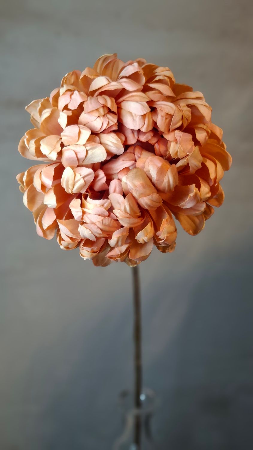 Chrysantheme