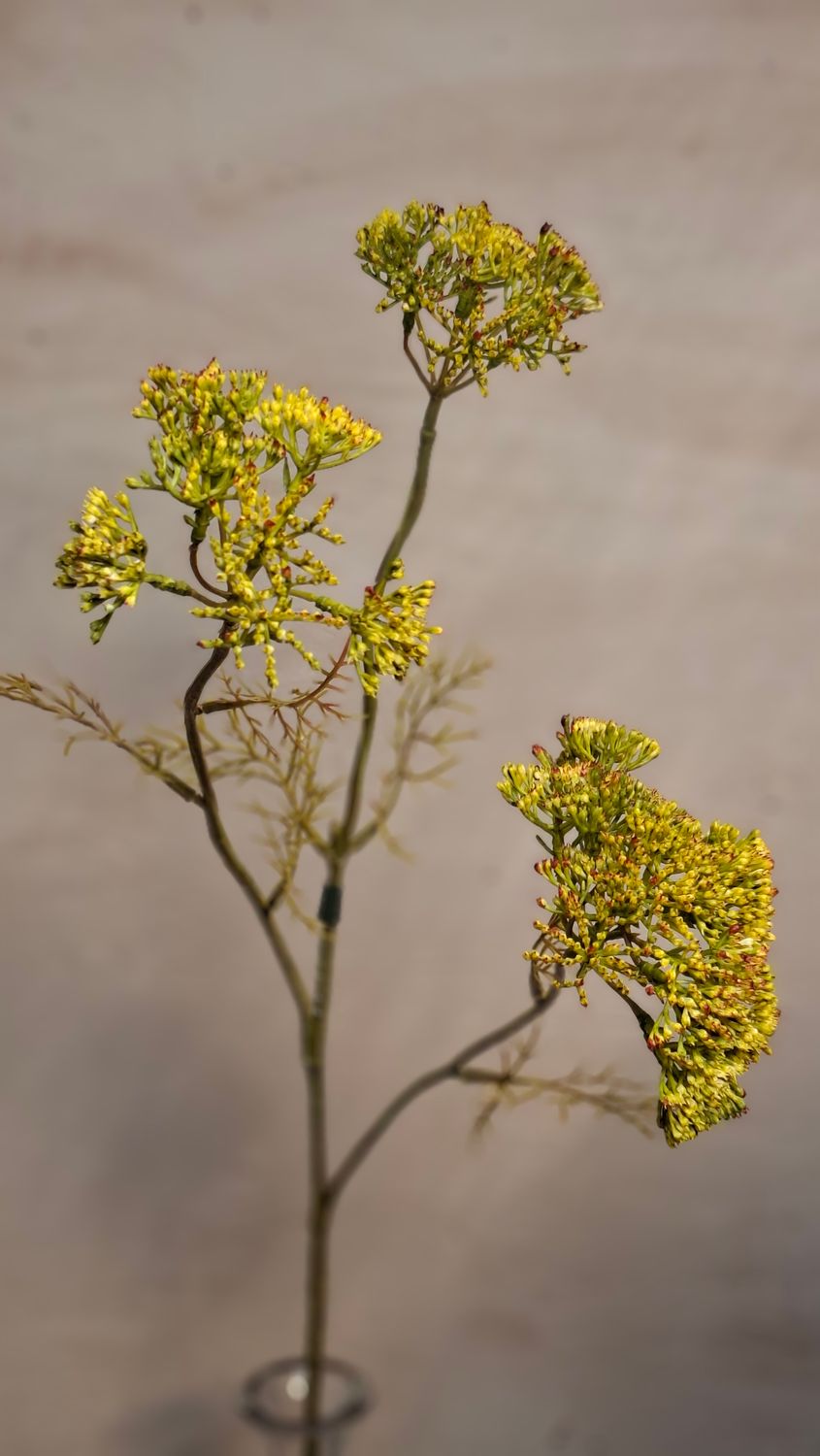 Dill