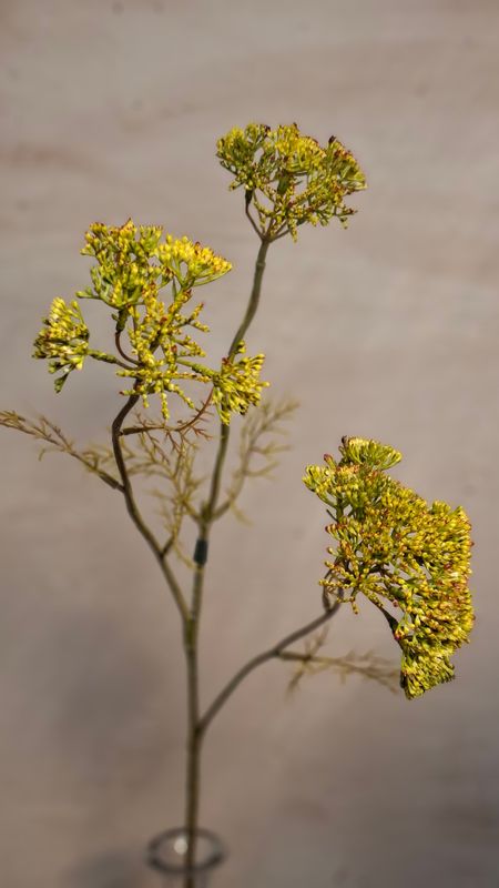 Dill