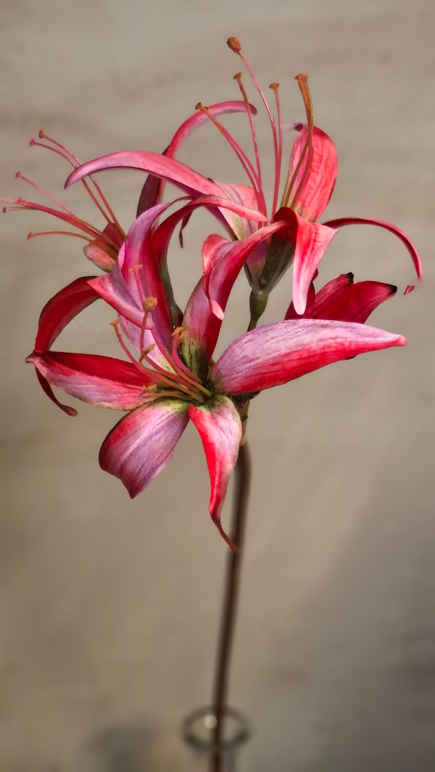 Amaryllis