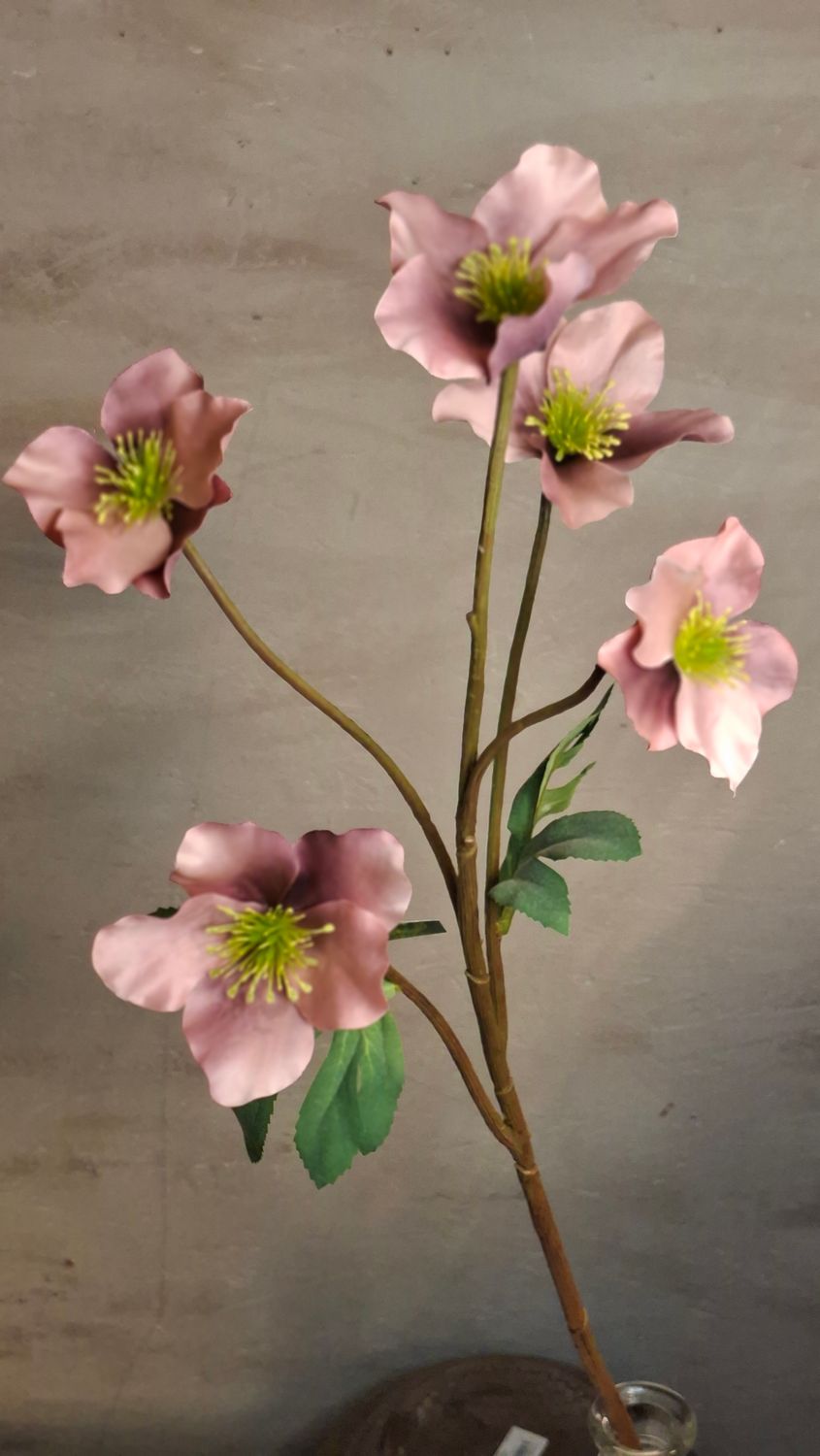 Helleborus