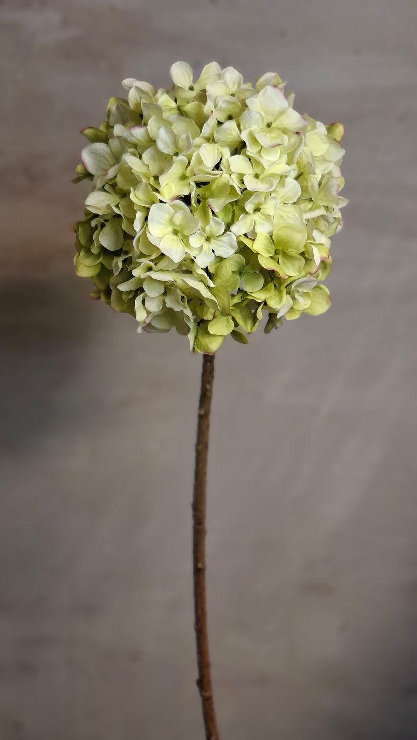 Hortensie