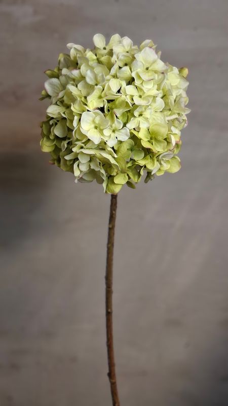 Hortensie