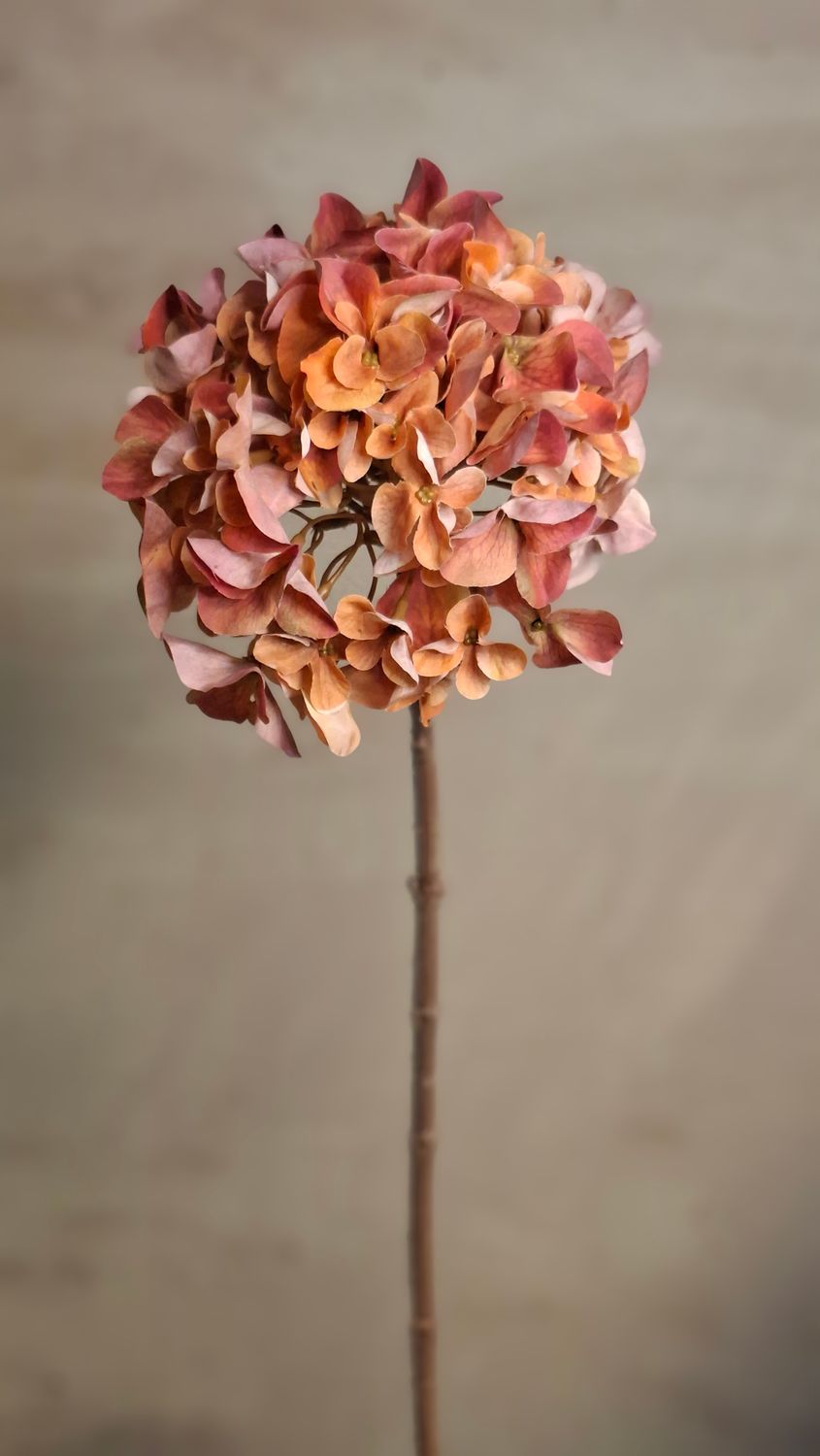 Hortensie