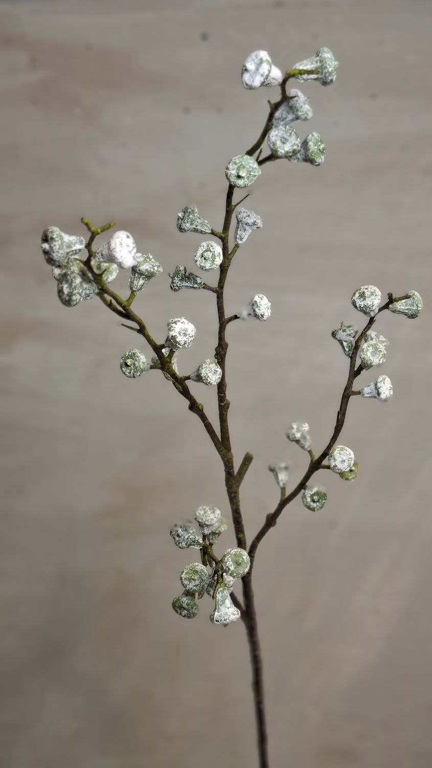 Eukalyptus
