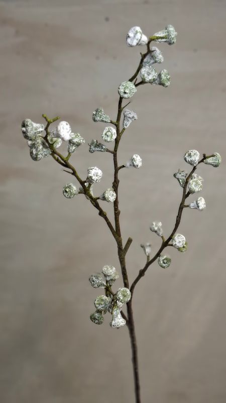 Eukalyptus