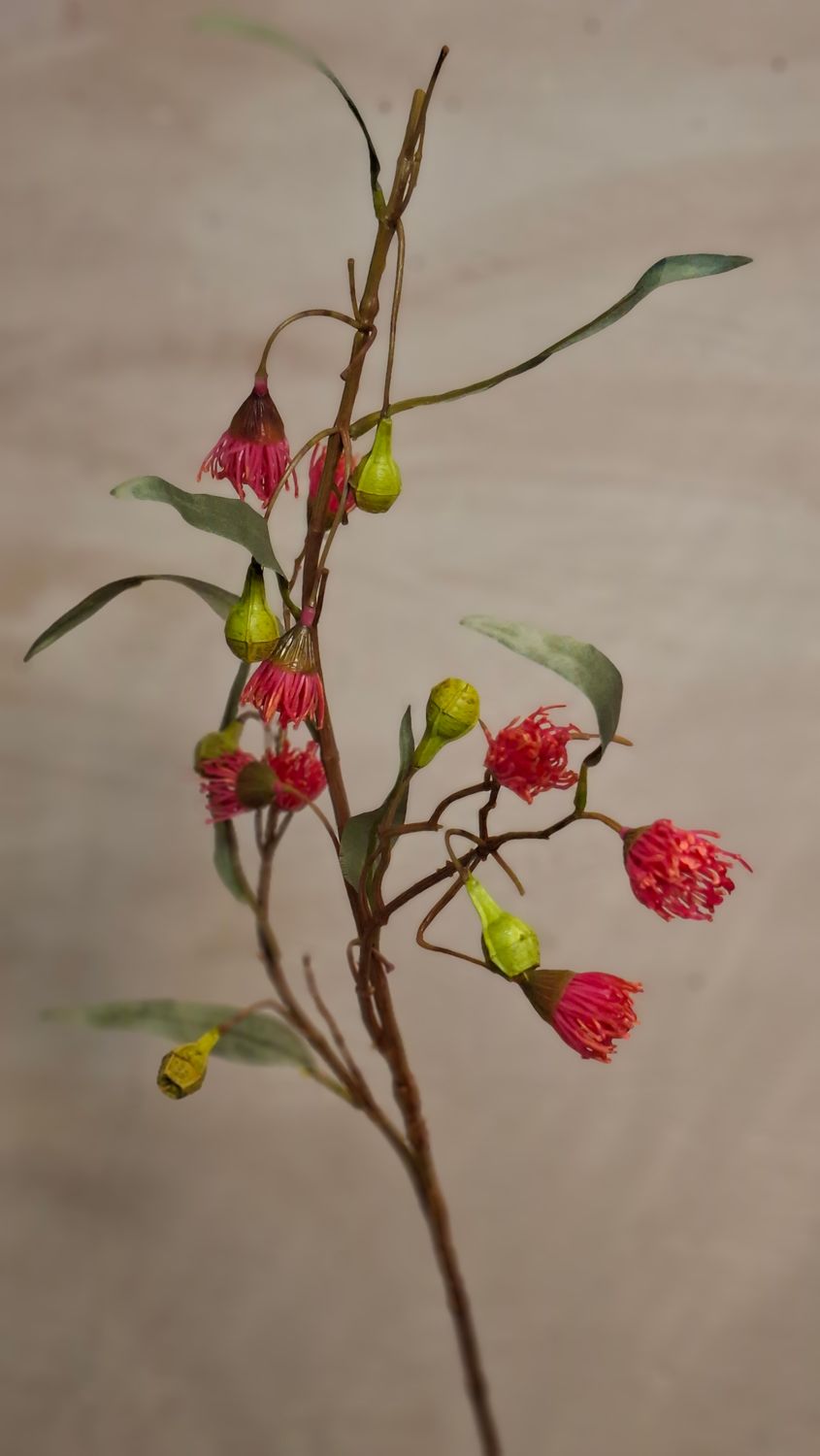 Eukalyptus