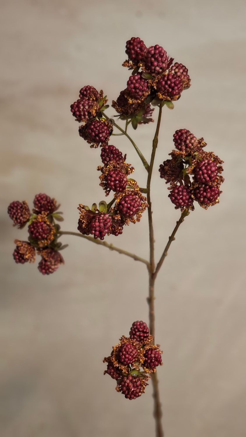 Brombeere