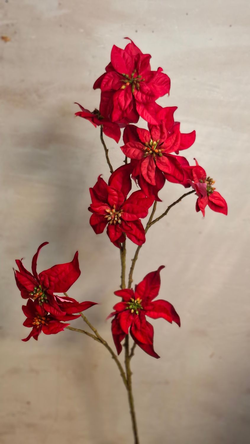Poinsettia