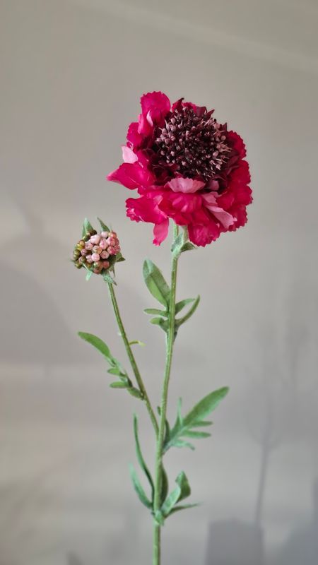 Scabiosa