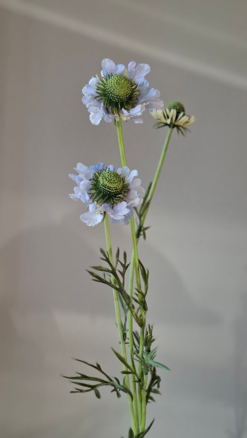 Scabiosa