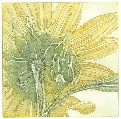 Giant Sunflower Etching Print