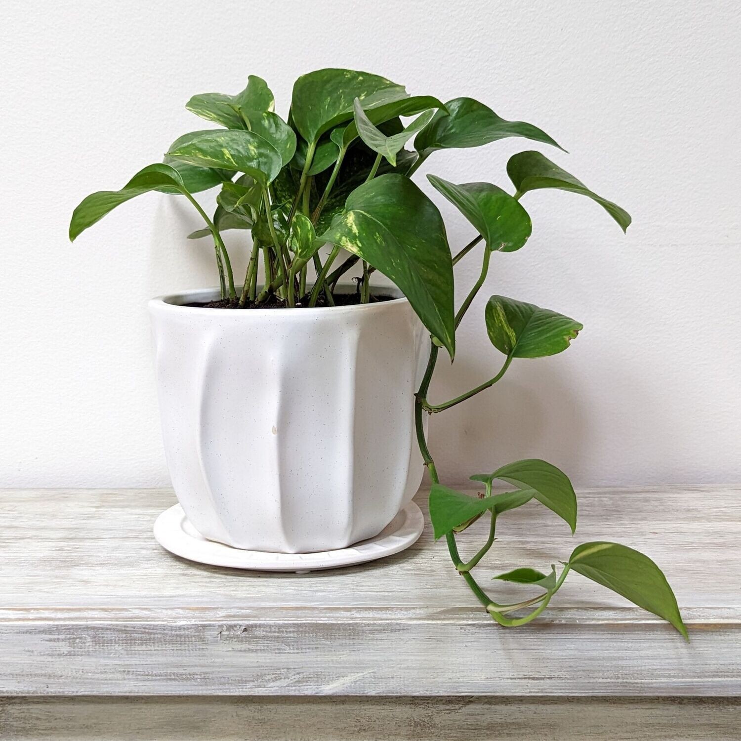 6" Golden Pothos In Speckled Pot With Tray