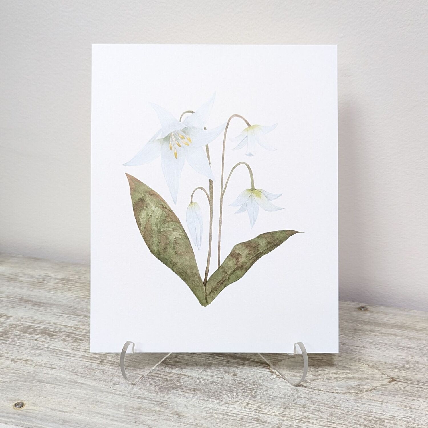 Fawn Lily Botanical Watercolour Print (8x10)